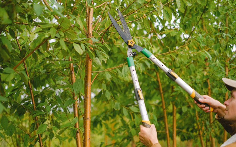 Tree trimming in Adairville, KY